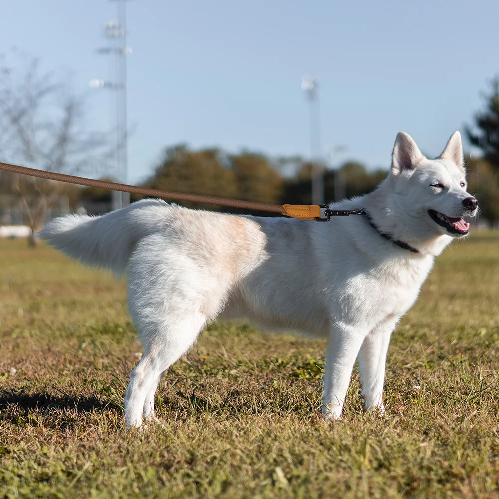 Hands-Free Adjustable Running Dog Leash