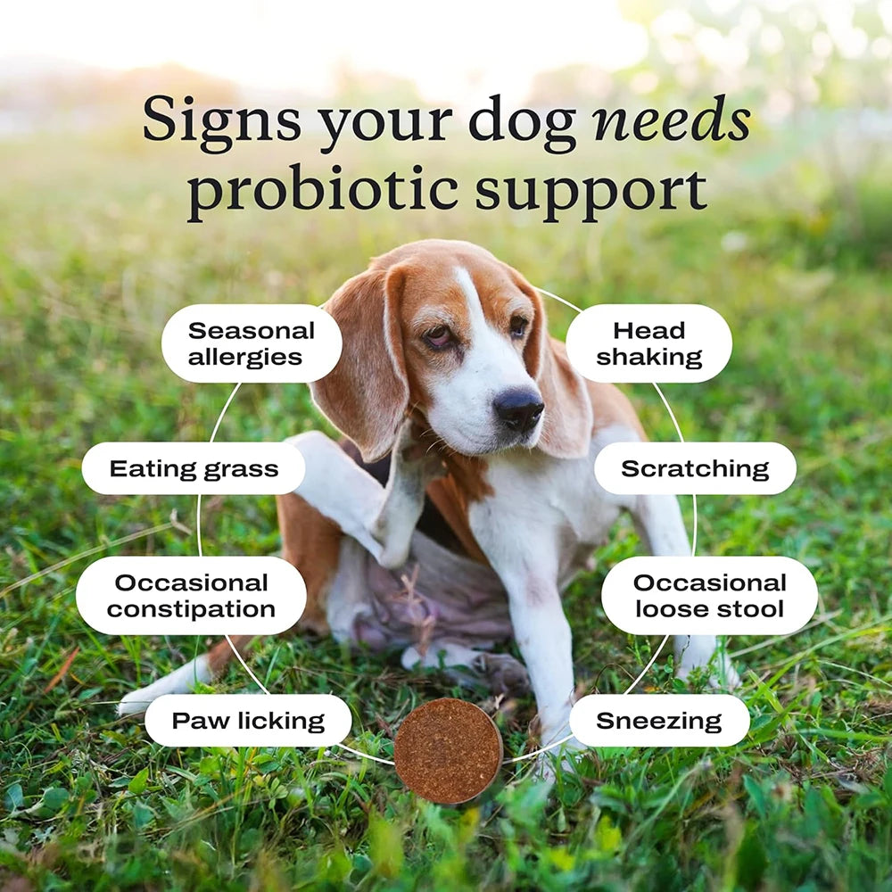 Probiotic Chews for Dogs