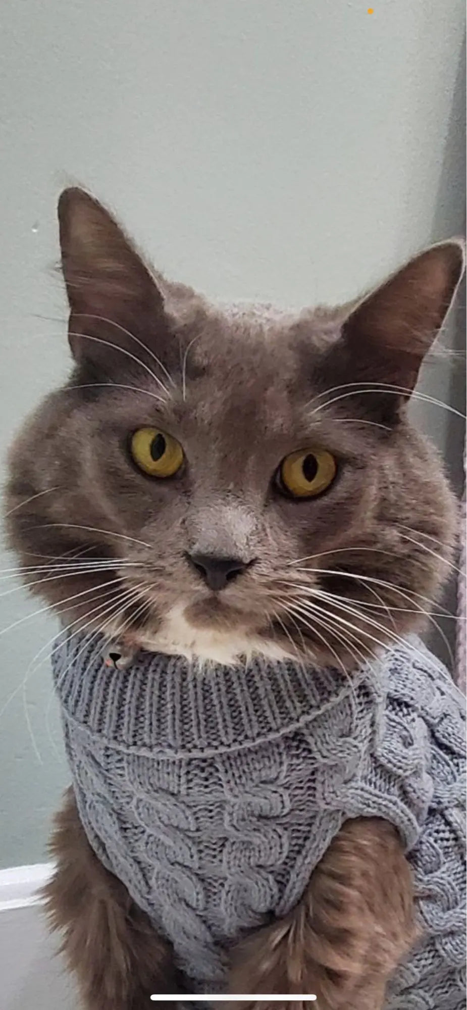 Knitted Pet Sweater
