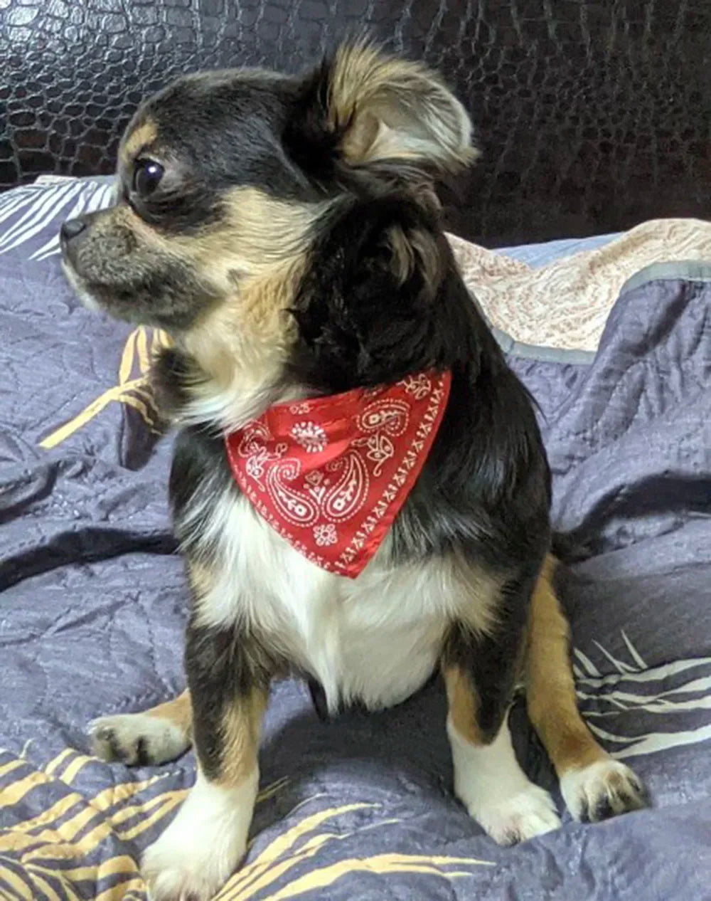 Printed Pet Bandana Collar