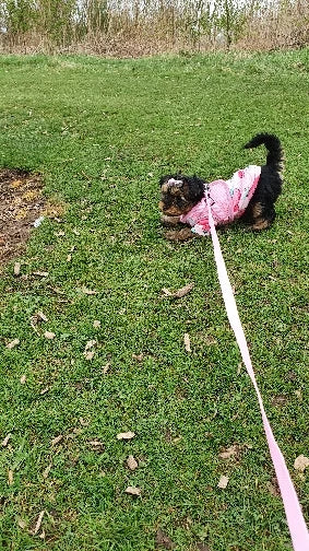 Small Dog Pet Jacket Shirt