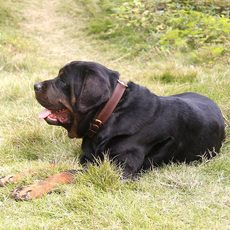 Genuine Leather Heavy-Duty Dog Collar