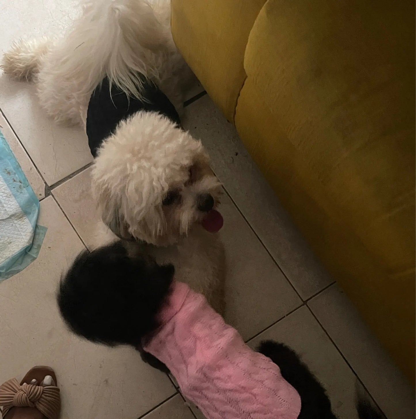 Knitted Pet Sweater