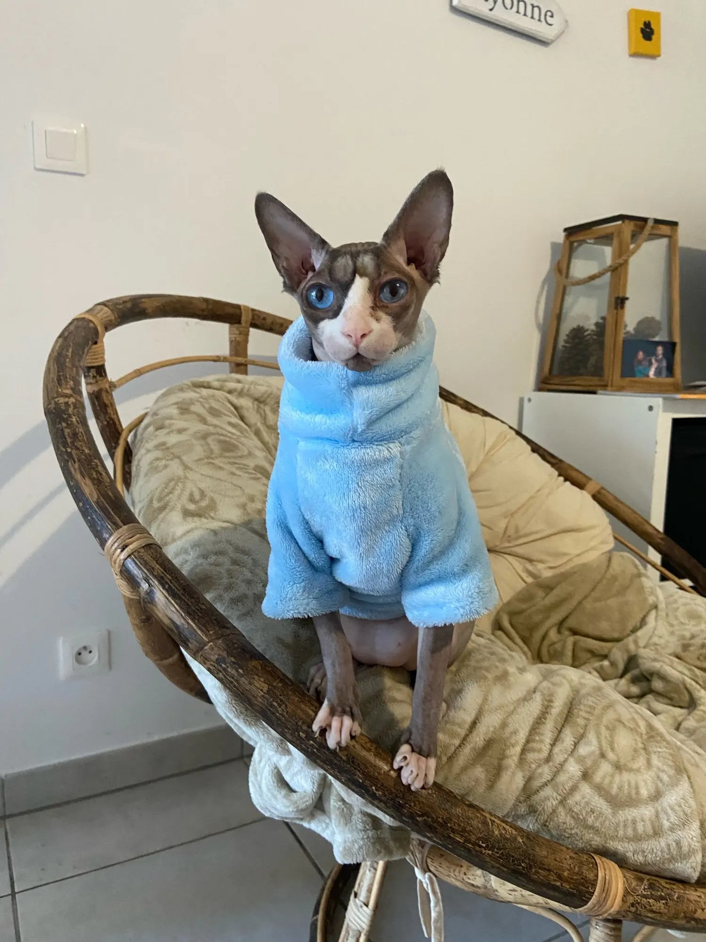 Sphynx Cat Hoodie