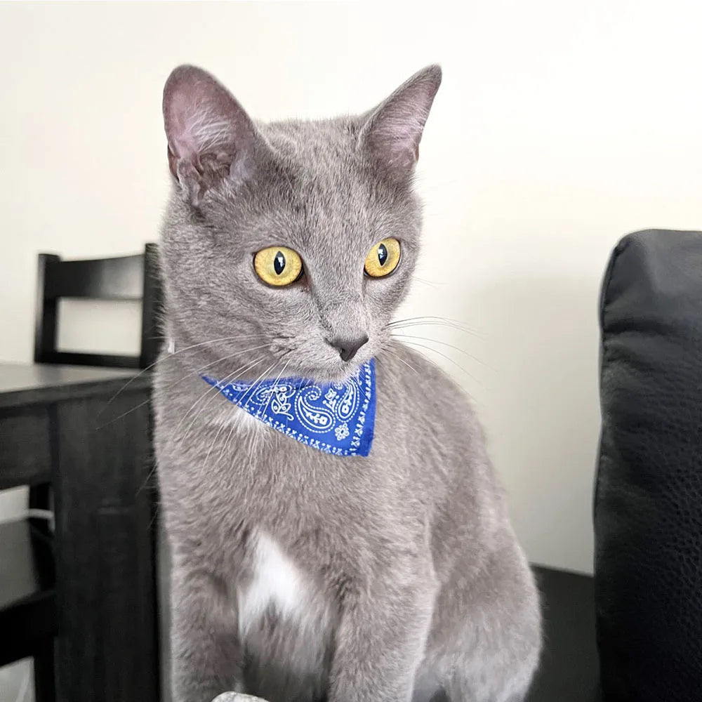 Printed Pet Bandana Collar