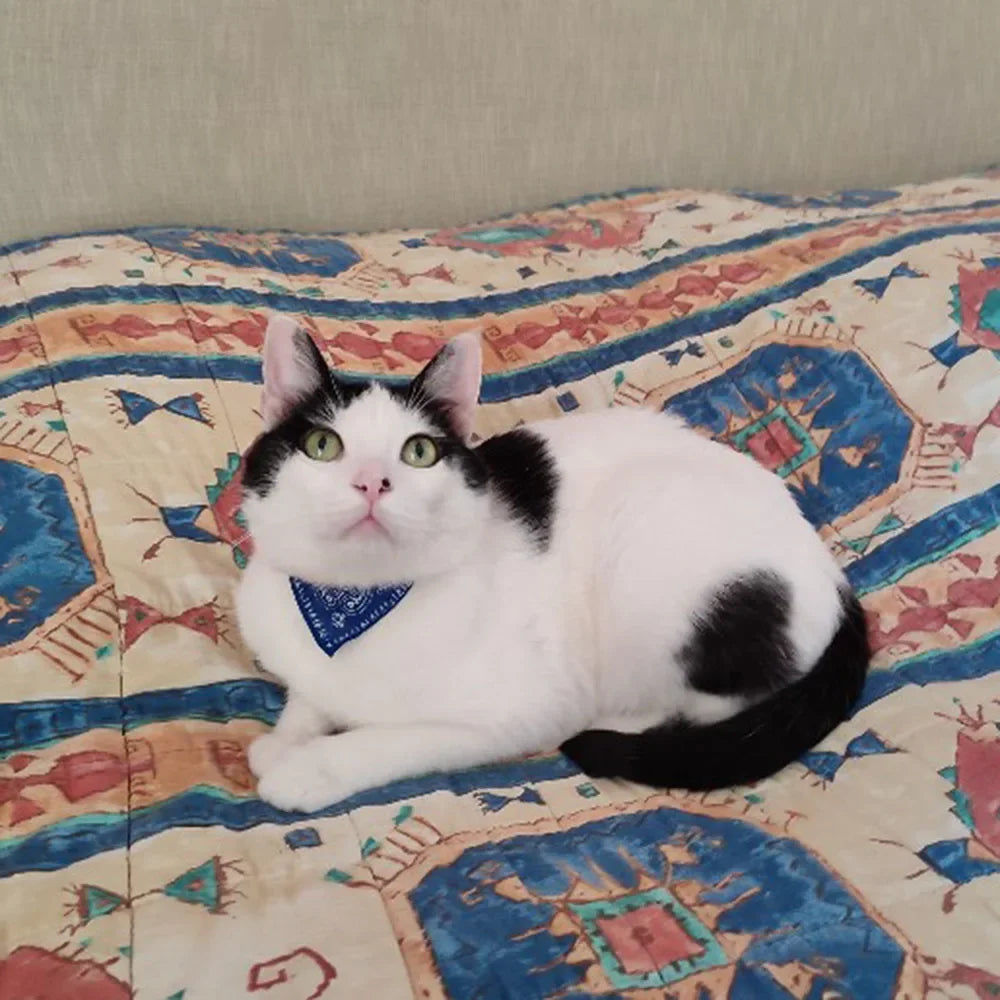 Printed Pet Bandana Collar