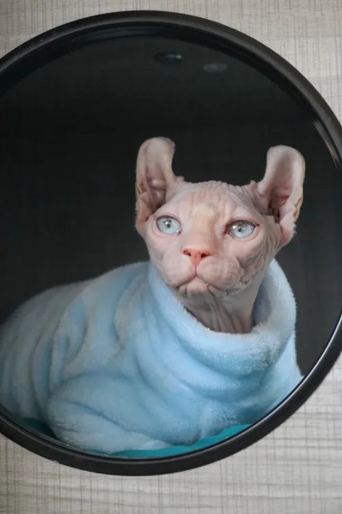 Sphynx Cat Hoodie