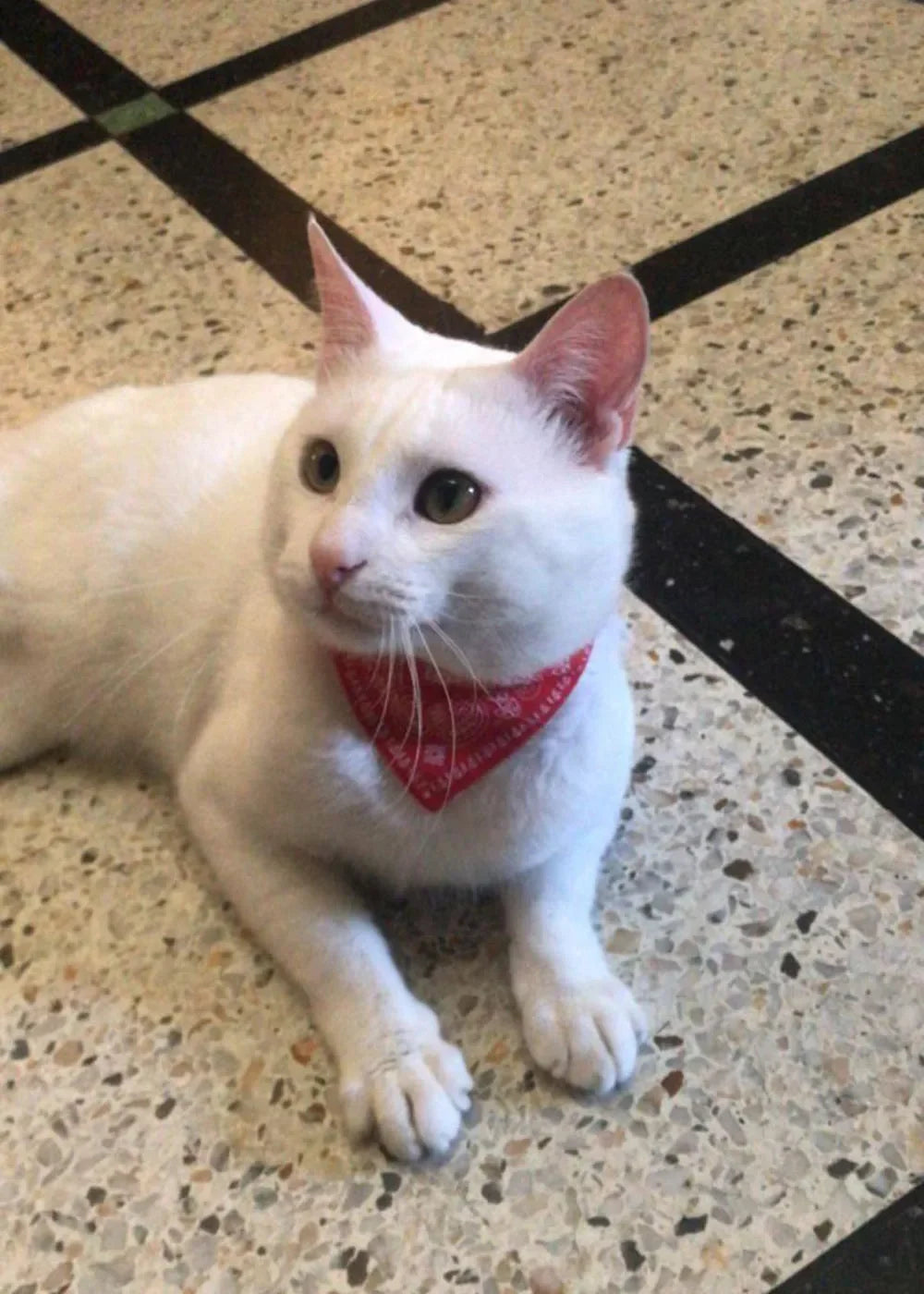 Printed Pet Bandana Collar