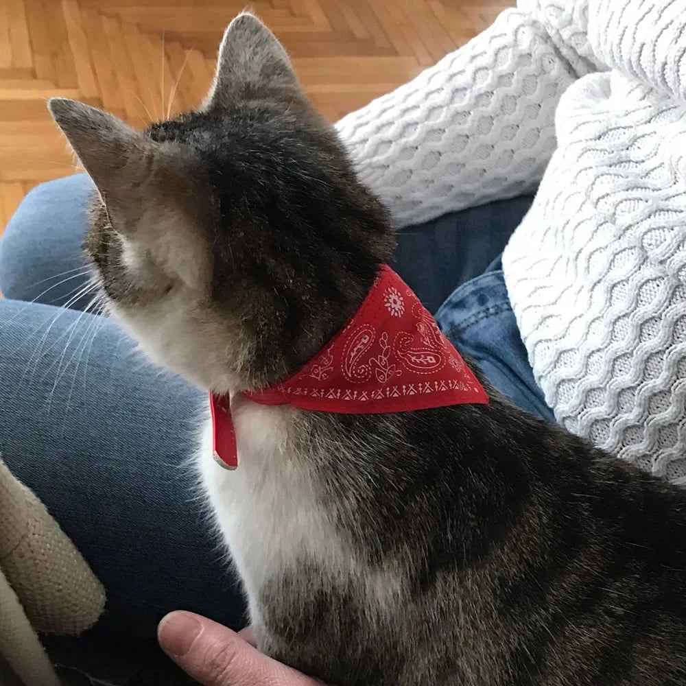 Printed Pet Bandana Collar