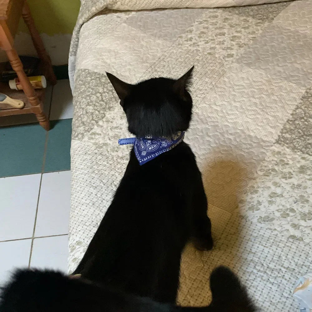 Printed Pet Bandana Collar