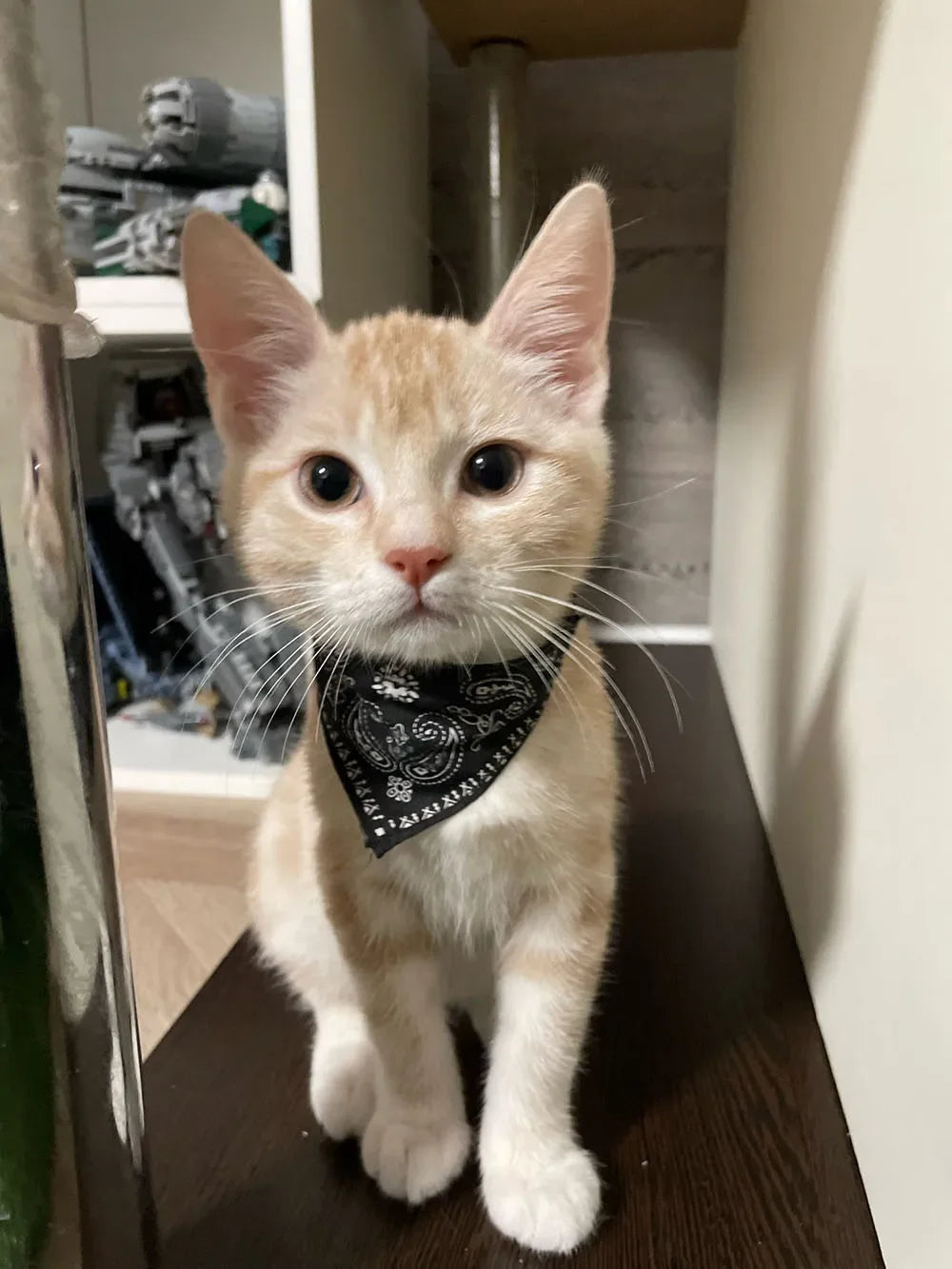 Printed Pet Bandana Collar