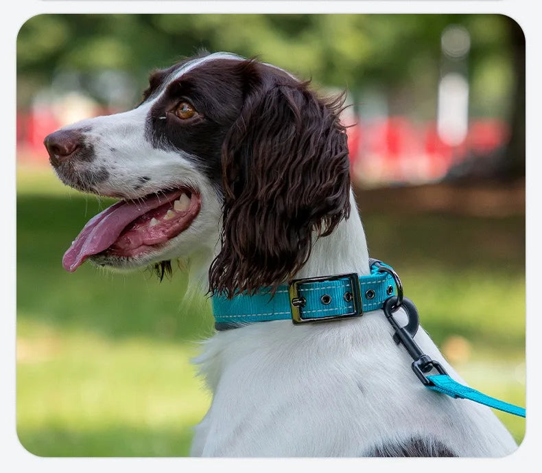 Reflective Padded Heavy-Duty Dog Collar