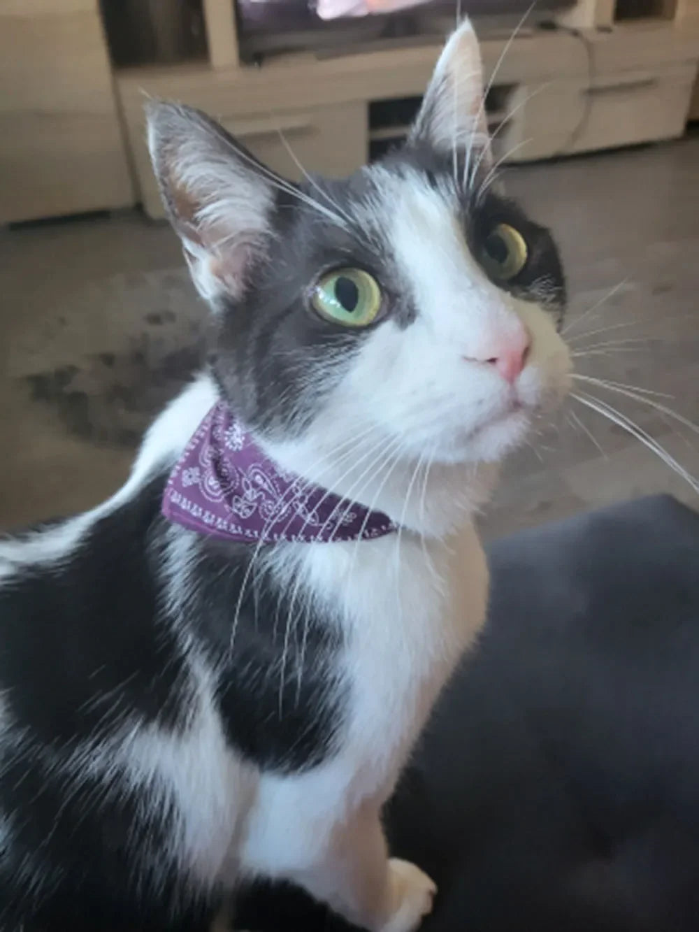 Printed Pet Bandana Collar