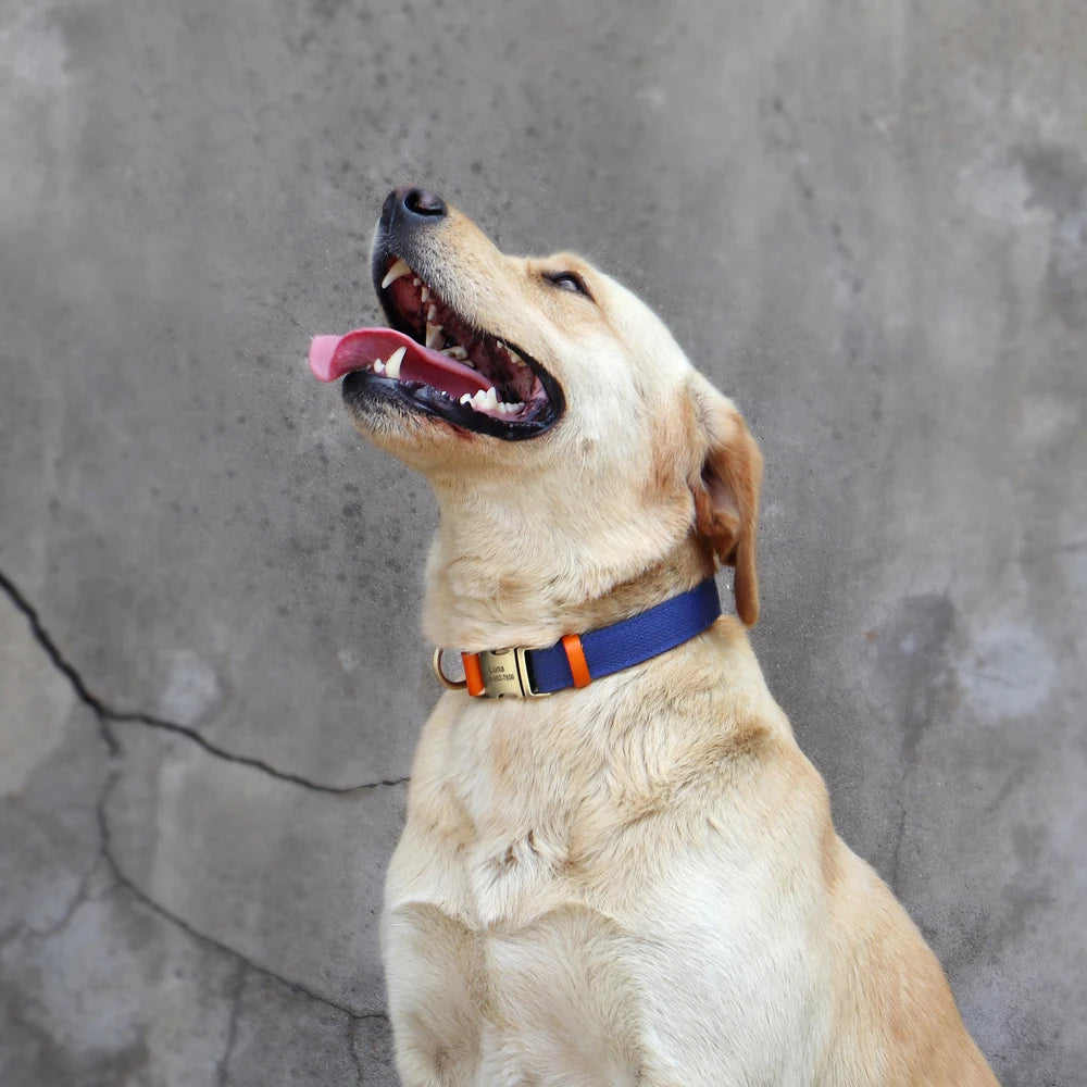 Personalized Nylon Dog Collar & Leash Set