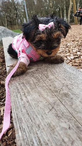 Small Dog Pet Jacket Shirt