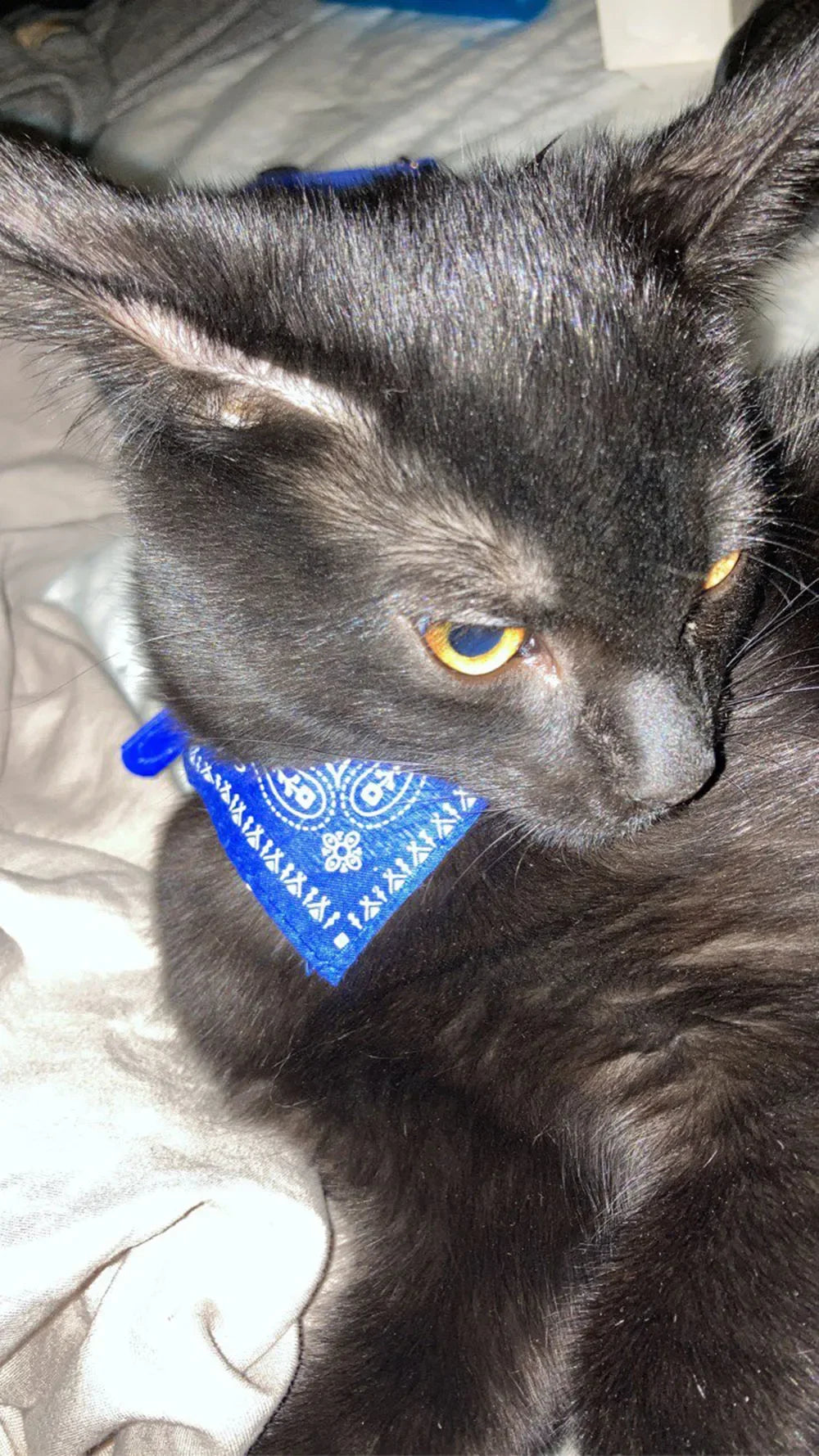 Printed Pet Bandana Collar