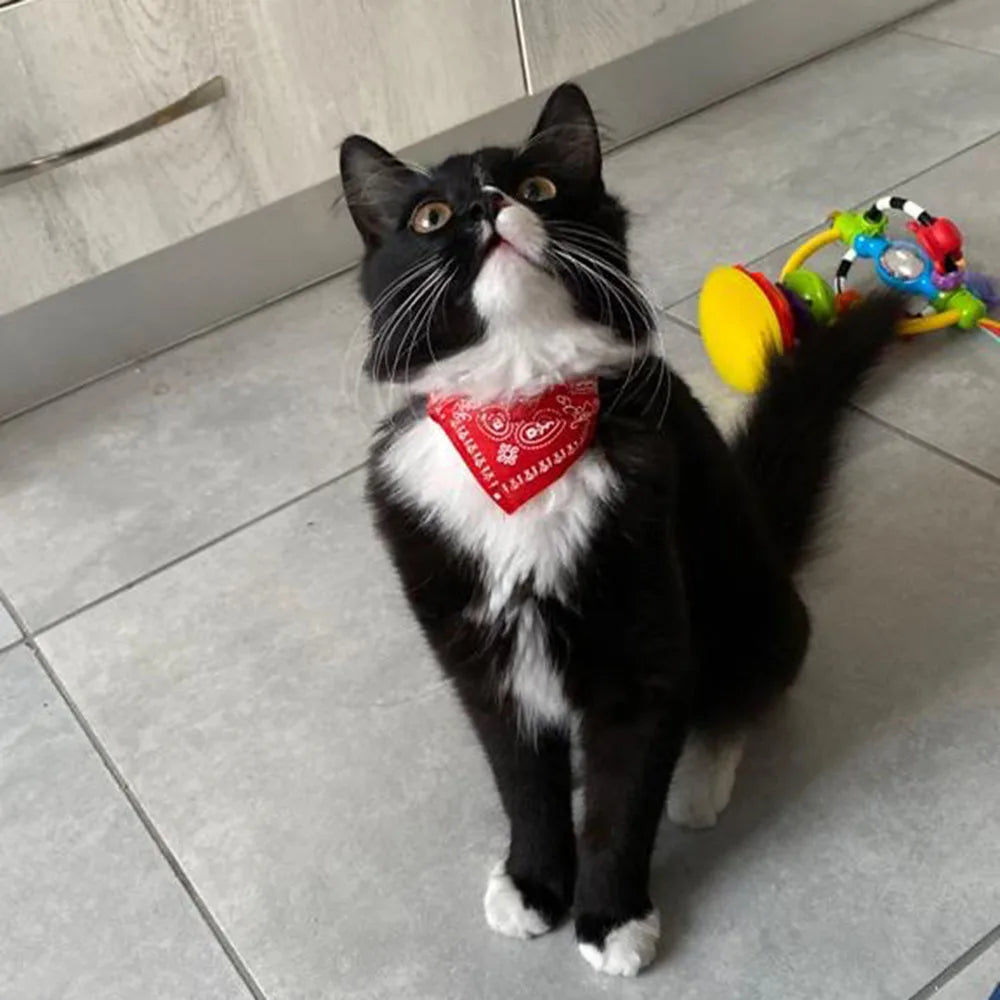 Printed Pet Bandana Collar