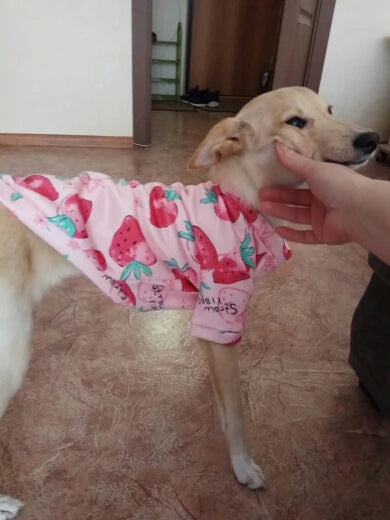 Small Dog Pet Jacket Shirt