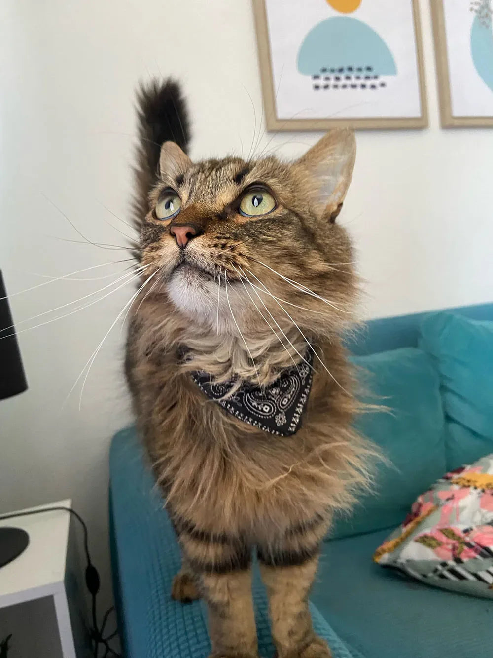Printed Pet Bandana Collar